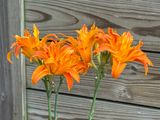 Daylily bouquet
