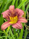 Community garden daylily