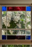 Crape myrtle gone crazy