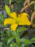 Early bloomer