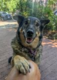 Keeping a paw on things
