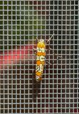 Interesting visitor