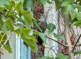 The catbird next door