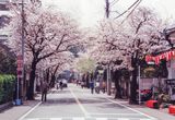 Cherry blossoms in Yokohama