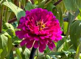 Caf flower