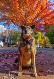 Queenie in fall
