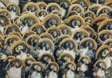 Tanuki galore, Shigaraki