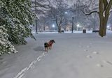 Nobody to play with in the park