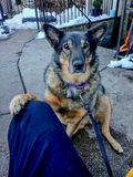 Steadying paw