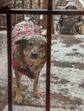 Puh-leeze let me in!