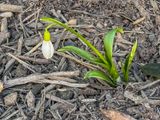 First flower of spring