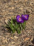 More evidence of spring