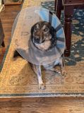 Do I really have to wear this thing??