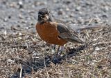 Inquisitive robin