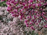 Spring in the park