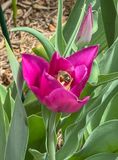 Tulip and surprise visitor