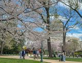 Cherry blossoms at the US Capitol