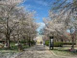 Cherry blossoms at Stanton Park