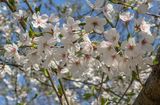 Cherry blossoms up close and personal