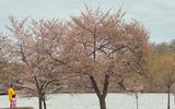 Where did all the cherry blossoms go??