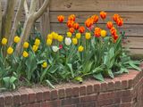 Tulip bonanza