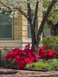 Neighborhood azaleas