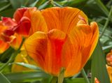 Last tulip standing