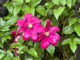 Rarely seen flash of color
