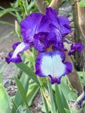 Heart of the iris
