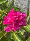 Lone bloom