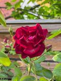 Coming up roses