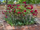 Rosebush gone wild