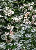 Pink or white dogwood?