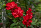 No azaleas, but plenty of roses