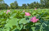 Lotuses almost as far as the eye can see