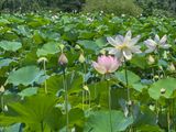 Lotus stages