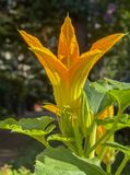The monstrous plant is blooming