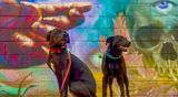 Bizarre mural backdrop