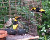 Regent Bower Birds.jpg