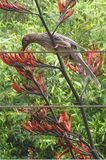 Little Wattlebird.jpg