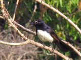 Willie Wagtail.jpg