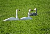 Whooper swanjpeg