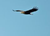 White-tailed Eagle - Havsrn.jpeg