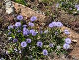 Bergskrabba - Globularia vulgaris.jpeg