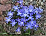 Vrstjrna - Scilla forbesii.jpeg