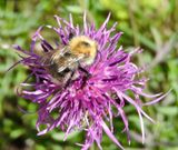 Vddklint - Cirsium scabiosa.jpeg