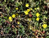 Femfingerrt - Potentilla argentia.jpeg