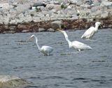 Great Egret.jpeg