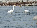 Great Egret.jpeg