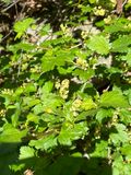 Mbr - Ribes alpinum.jpeg